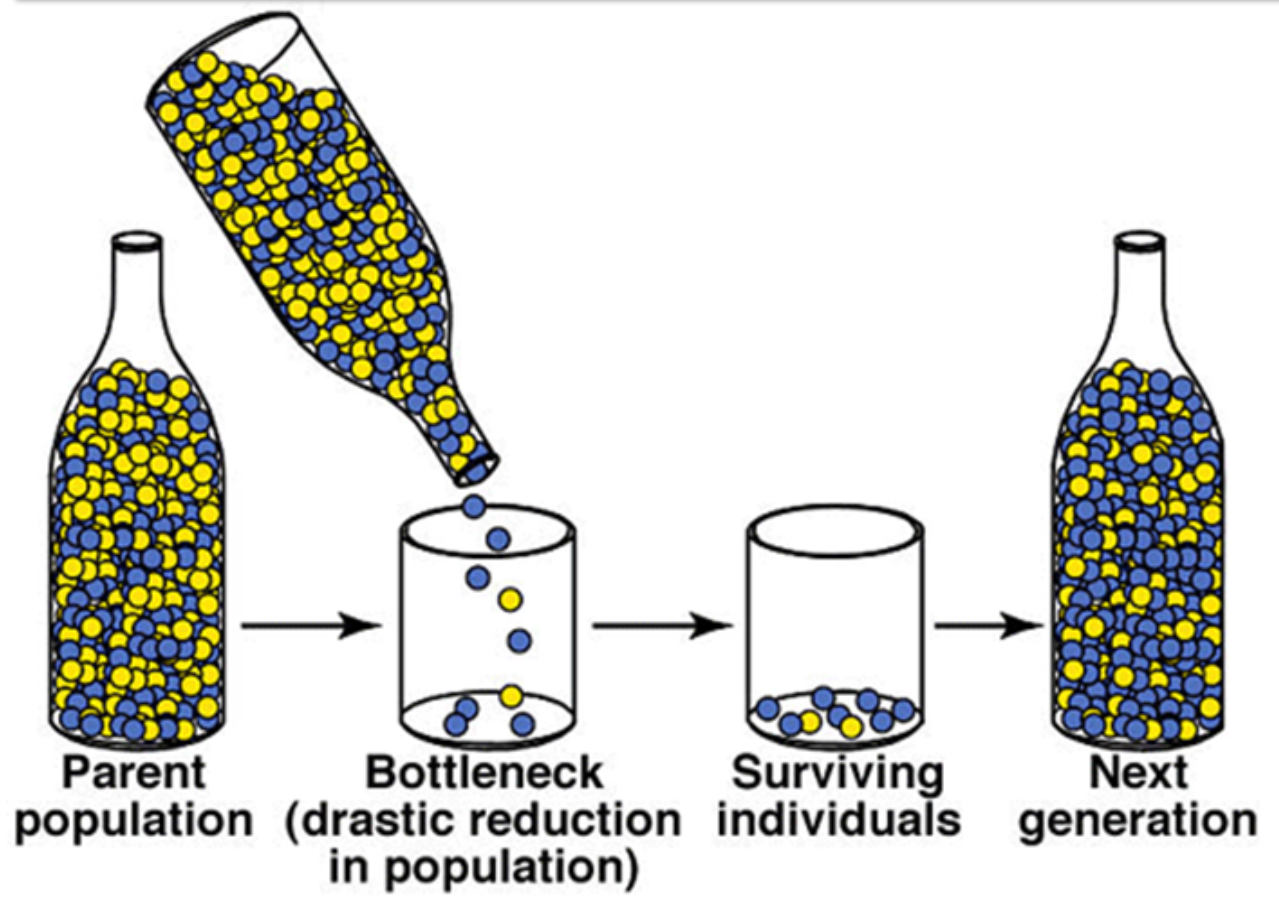 <p>it’s a large decrease in population size due to an event such as natural disasters and disease</p><p>→ leads to a <u>reduced gene pool and decreased genetic diversity</u></p><p>→alleles are lost from original population</p><p>→new population is descended from few survivors</p><p>→population may struggle to adapt to future changes in their environment</p>