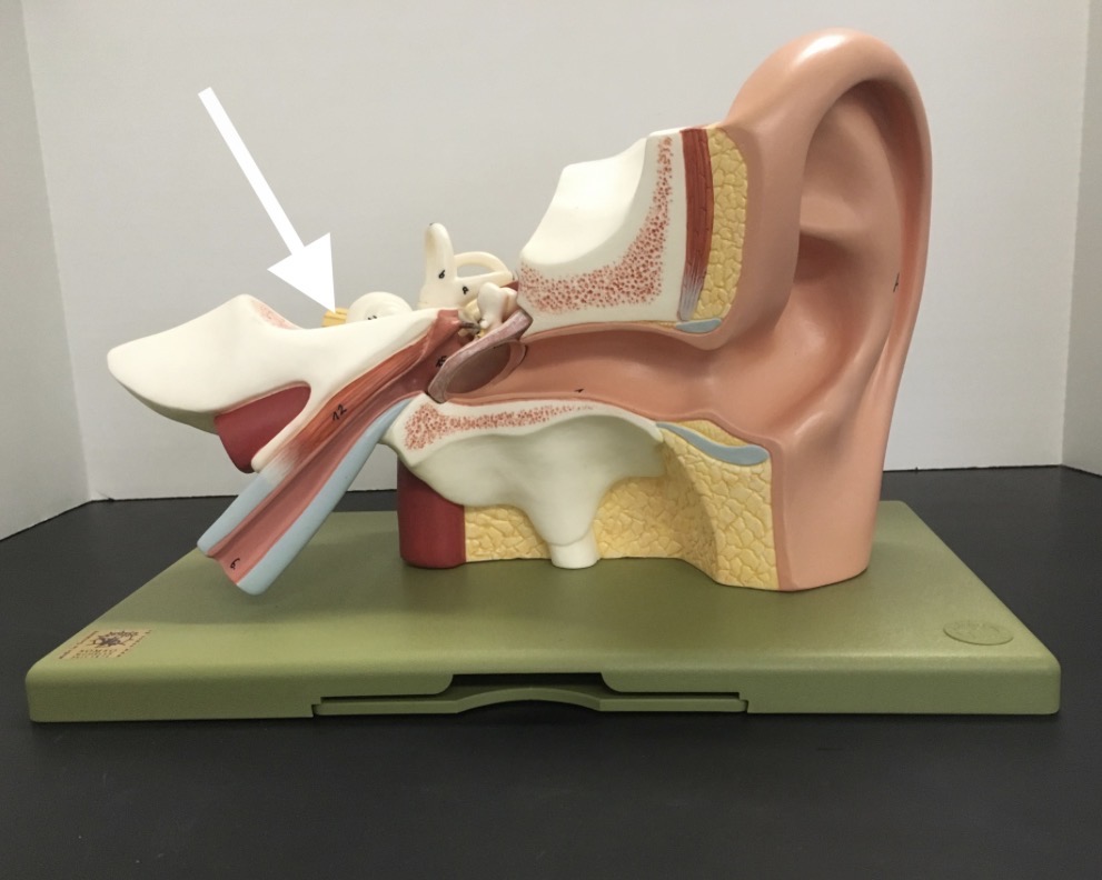 <p><span>name the specific YELLOW structure at the end of the arrow's point</span></p>