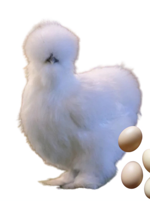 <ul><li><p>Exotic or ornamental type</p></li><li><p>China</p></li><li><p>Slow growing exotic with small, fluffy, black-skinned body</p></li></ul><p></p>