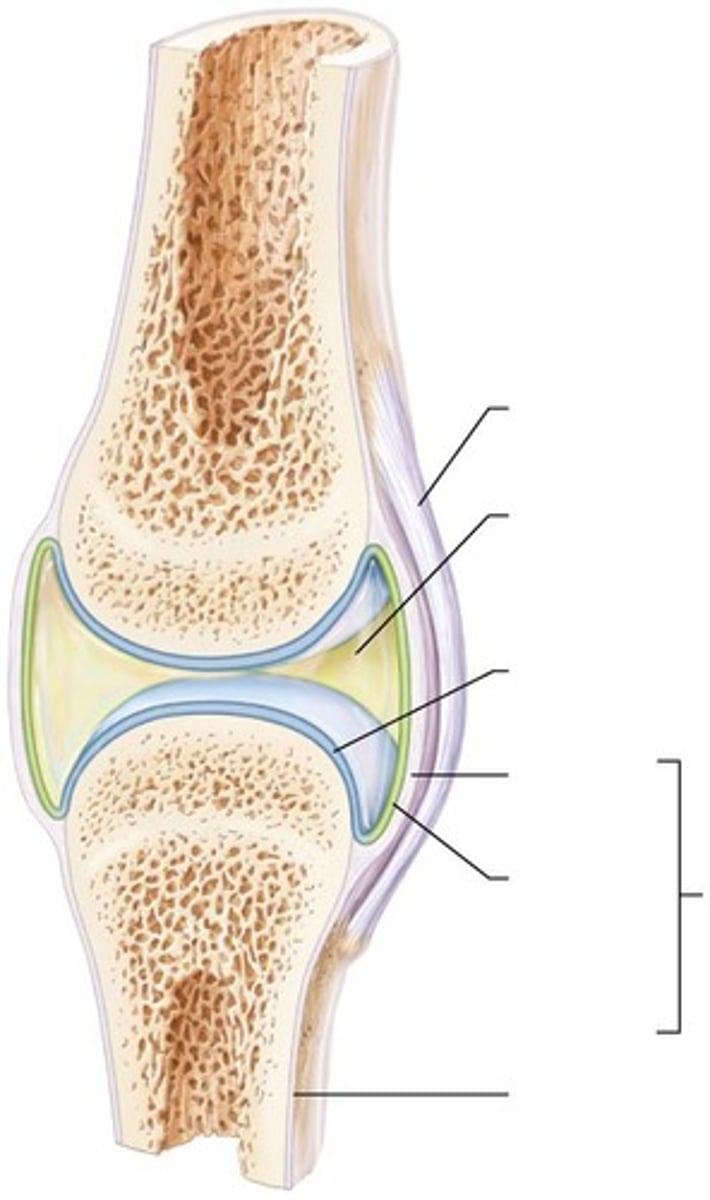 <p>Articular cartilage, joint cavity, articular capsule, synovial fluid, reinforcing ligaments, nerves and blood vessels</p>