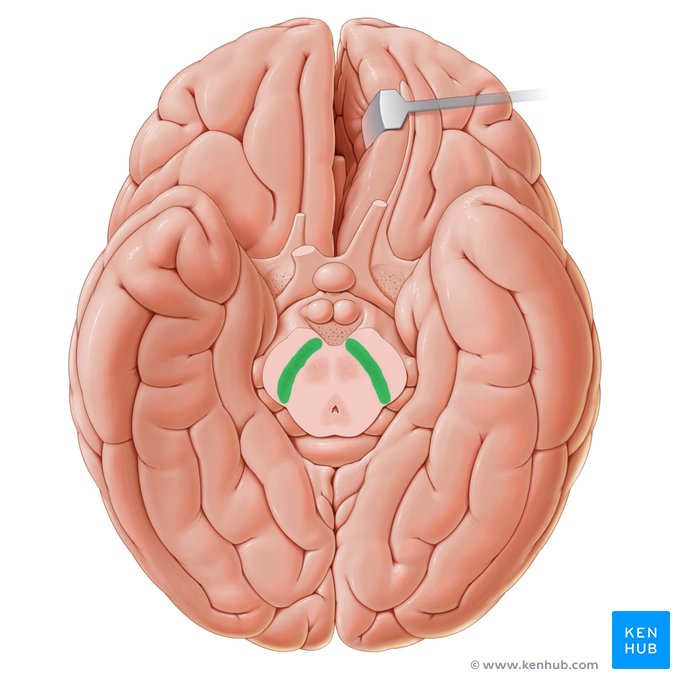 <p>Throughout midbrain, between tegmentum and crus cerebri</p>