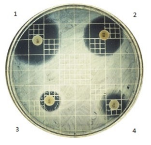 <p>Which disinfectant is the most effective on this plate? Name quadrant</p>