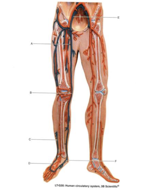 <p>Identify the structure indicated by A</p>