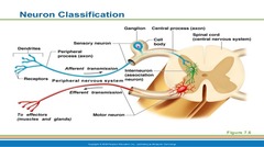 <p>1. Sensory (Afferent)</p><p>2. Motor (Efferent)</p><p>3. Association (Interneuron)</p>