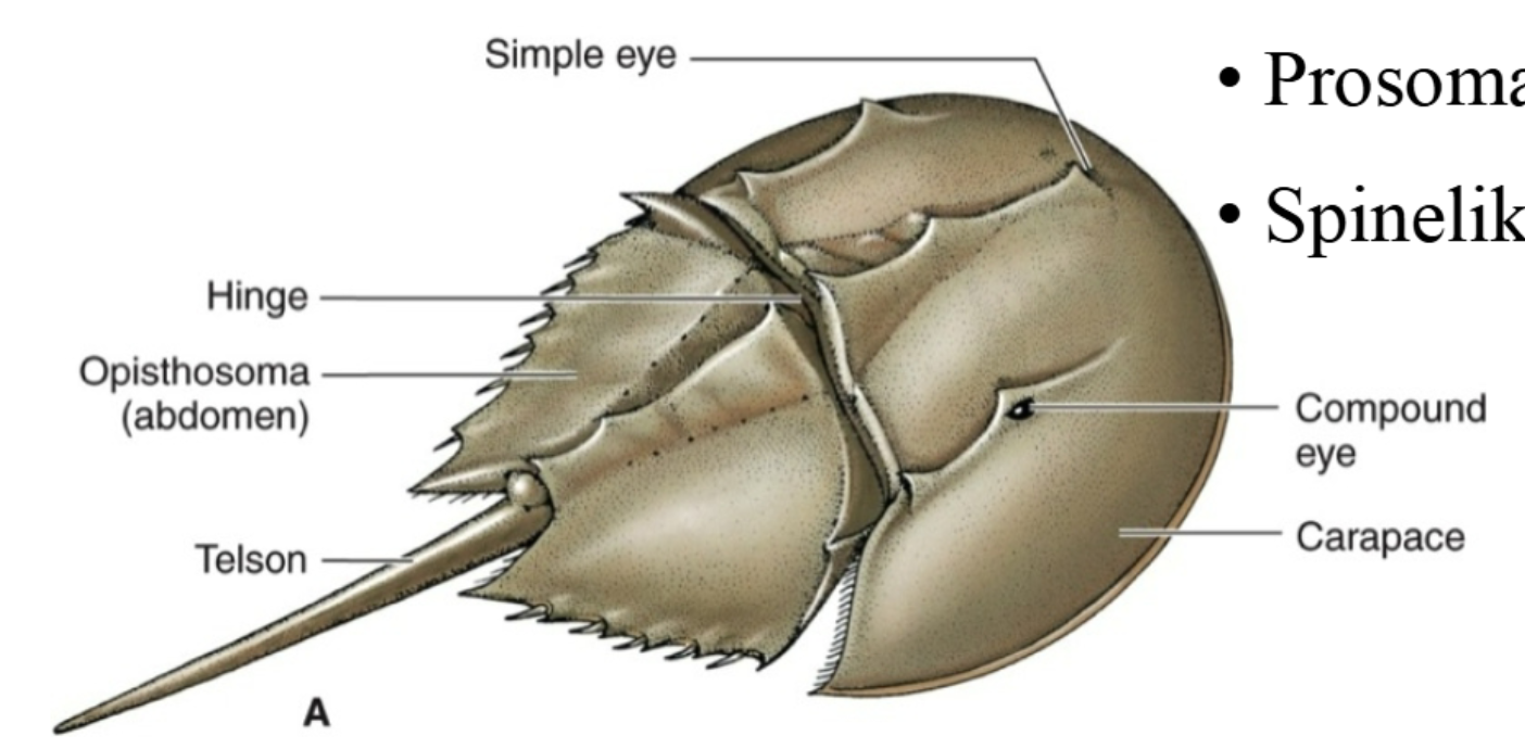 <p>carapace</p>