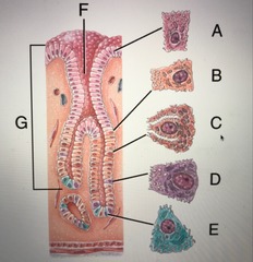 <p>gastric glands</p>