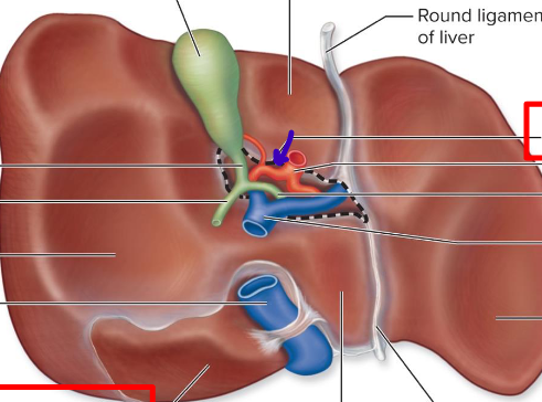 <p>hilum of liver</p>