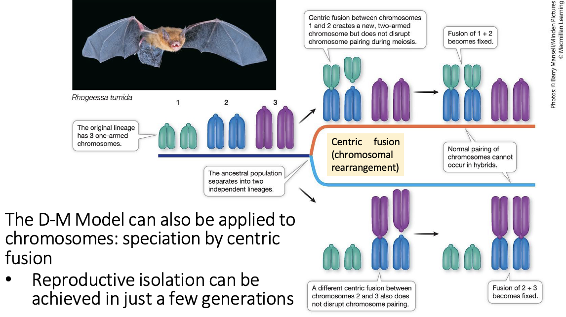 <ul><li><p>Can apply to chromosomes</p><ul><li><p>Speciation by centric fusion</p><ul><li><p>Chromosomal rearrangement</p></li><li><p><span>Fusion doesn’t stop viable sex cells, but could stop breeding. Could not produce a functional zygote.</span></p></li></ul></li><li><p>Isolated achieved in only a few generations (fatser than the DM)</p></li></ul></li><li><p><span>Chromosomes are <strong><u>acrocentric</u></strong>: centromere very close to one end, not in the middle</span></p></li></ul><p></p>