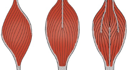<p>Short fascicles attach obliquely (angularly) to tendon</p><p>Unipennate, bipennate, multipennate</p>