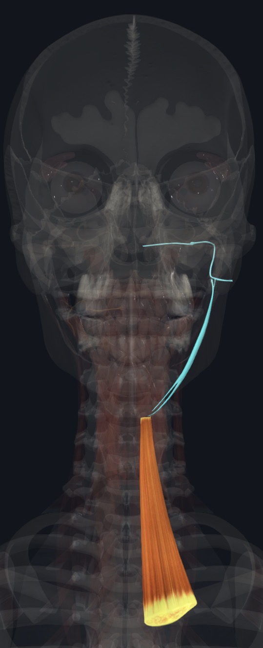 <p>C1-C3 by a branch of ansa cervicalis</p>