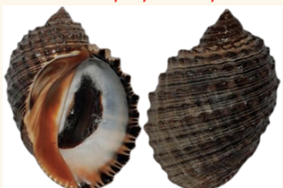 <p><strong>FILO </strong>Mollusca<strong><br>CLASE </strong>Gastropoda<br><strong>SUBCLASE </strong>Caenogastropoda<br><strong>ORDEN </strong>Neogastropoda<br><strong>FAMILIA </strong>Muricidae<br><strong>GÉNERO </strong><em><u>Plicopurpura sp</u></em><strong><br>CARACTERÍSTICAS </strong><br><strong>RÁDULA </strong>Raquiglosa<strong><br>ALIMENTACIÓN </strong>Depredadores<strong><br>HÁBITAT </strong>Rocas, arrecifes.</p>