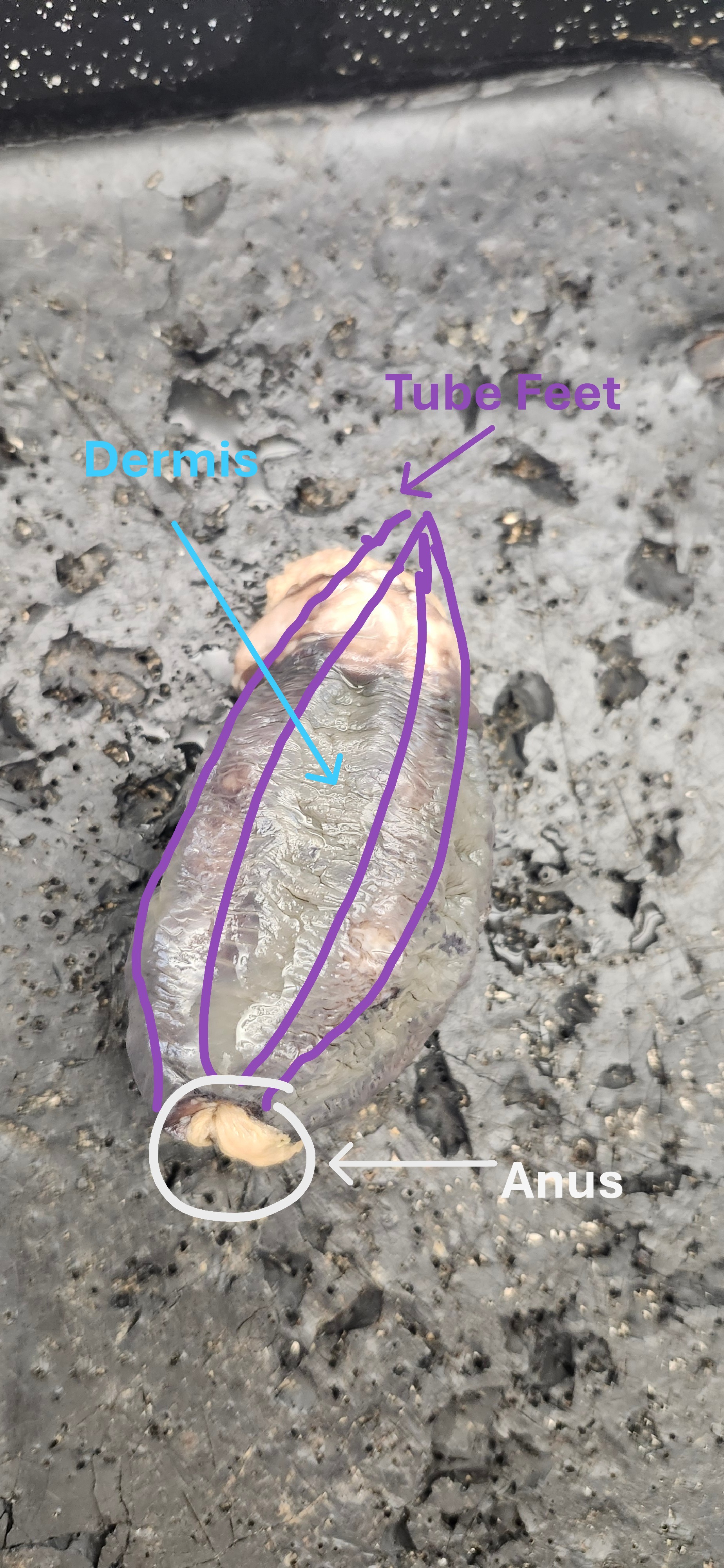 <p>tube feet, dermis, anus</p>
