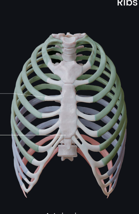 <p>Where are the False ribs </p>