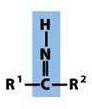 <p>-a carbon that is double-bonded to an NH</p>