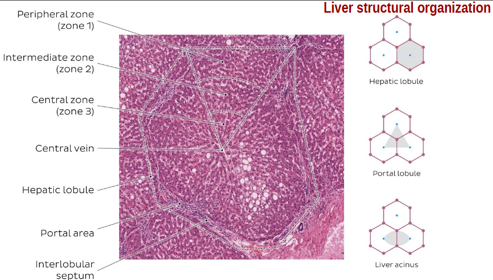 <ul><li><p>hepatic lobule → anatomical, site of lymph formation </p></li><li><p>portal lobule → bile sec. (exocrine), contain bile duct</p></li><li><p>liver acinus → correlation btwn blood perfusion, metabolic activity, liver pathology</p></li></ul><p></p>