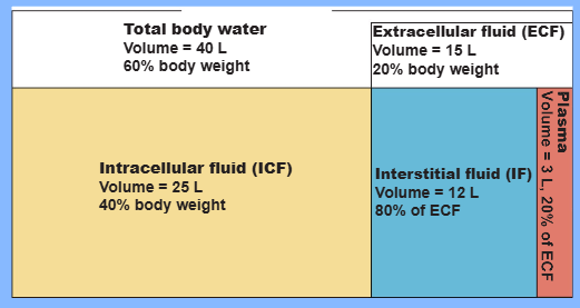 <p>The total body water content is about [<strong>NUMBER</strong>] L. ICF makes up [<strong>FRACTION</strong>] ([<strong>NUMBER</strong>] L) while the ECF makes up [<strong>FRACTION</strong>] ([<strong>NUMBER</strong>] L) of the body water content. Of the 15 liters of ECF, [<strong>NUMBER</strong>] L is plasma and [<strong>NUMBER</strong>] L is interstitial fluid. The rest of the ECF is composed of lymph, CSF, humors of the eye, synovial fluid, serous fluid, and GI secretions</p>
