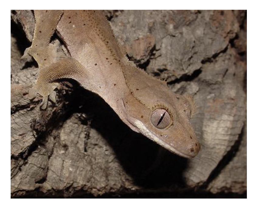 <p>“Geckos”</p><p>97 genera, >1,500 species, ¼ of all lizards, 7 families </p><p>almost worldwide</p><p>one of the oldest groups of squamates</p><ul><li><p><span style="background-color: transparent;">Most are nocturnal</span></p></li></ul><ul><li><p><span style="background-color: transparent;">Most lack moveable eyelids </span></p></li><li><p><span style="background-color: transparent;">Clean eye using tongue </span></p></li><li><p><span style="background-color: transparent;">Most are not brightly colored</span></p></li><li><p><span style="background-color: transparent;">diurnal geckoes have evolved in several places, especially on islands, many are brightly colored </span></p></li><li><p><span style="background-color: transparent;">Most nocturnal species communicate vocally </span></p></li><li><p><span style="background-color: transparent;">Mediterranean house gecko is the most widespread </span></p></li></ul><p></p>