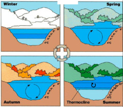 <p>the vertical mixing of lake water that occurs in early spring, assisted by winds that drive the surface currents</p>