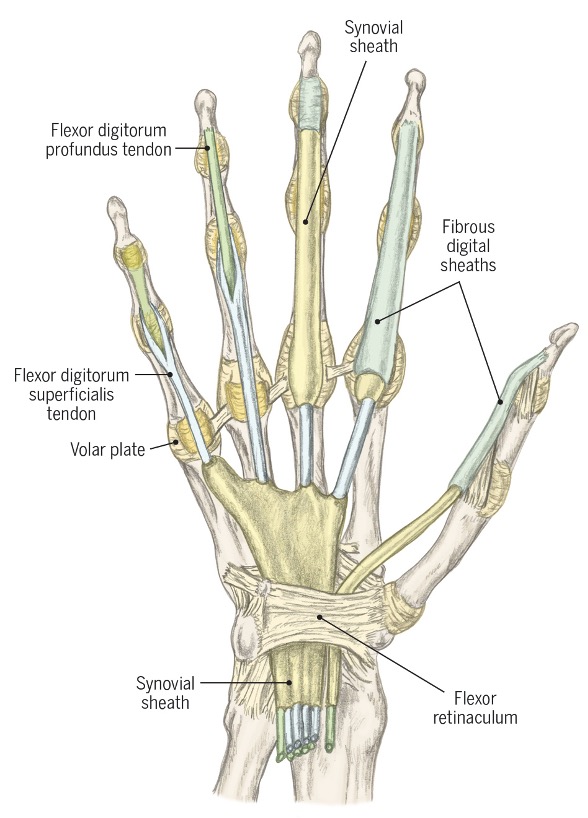 <p>what is palmar aponeurosis, and what do synovial sheaths do </p>