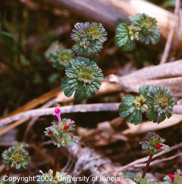 <p>Identify the weed</p>