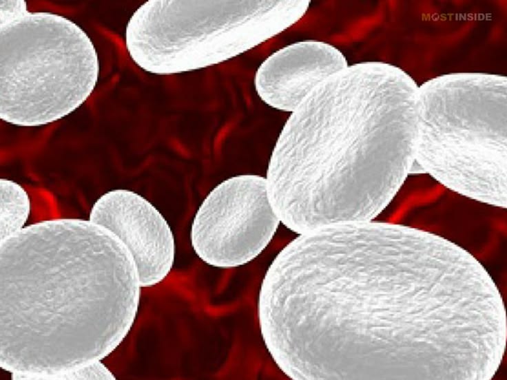 <p>White Blood Cells</p>