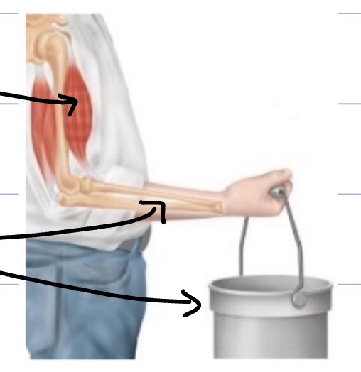<p></p><ul><li><p>Contraction:</p><ul><li><p>Generation of tension</p></li><li><p>Opposed by load (L)</p><ul><li><p>Bucket = load, but we’re also the load!</p></li></ul></li><li><p>Shortening ONLY if tension > load</p></li></ul></li></ul><p></p>