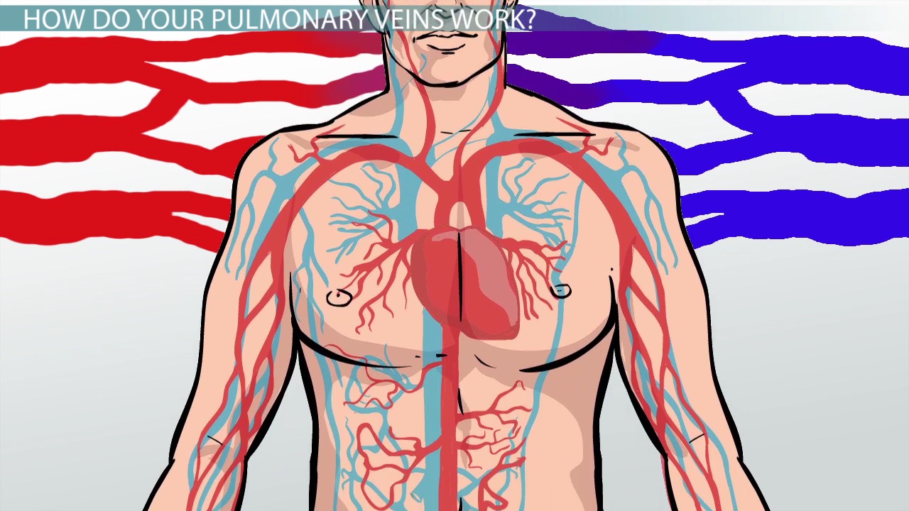 <p><span style="color: red;">WHAT ARE PULMONARY VEINS? (red side)</span></p>