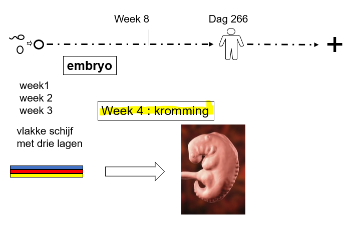 <ul><li><p><span style="font-family: "Times New Roman";">Week 1:</span></p></li></ul><p style="text-align: left;"><span style="font-family: "Times New Roman";">1 kiemblad in de blastocyst: de embryoblast</span></p><p style="text-align: left;"></p><p style="text-align: left;"><span style="font-family: "Times New Roman";">Week 2:</span></p><p style="text-align: left;"><span style="font-family: "Times New Roman";">2 kiembladen: hypoblast en epiblast</span></p><p style="text-align: left;"></p><p style="text-align: left;"><span style="font-family: "Times New Roman";">Week 3:</span></p><p style="text-align: left;"><span style="font-family: "Times New Roman";">Gastrulatie met 3 kiembladen: ecto-, meso- en endoderm</span></p><p style="text-align: left;"></p><p style="text-align: left;"><span style="font-family: "Times New Roman";">Week 4:</span></p><p style="text-align: left;"><span style="font-family: "Times New Roman";">Kromming van het embryo.</span></p><p style="text-align: left;"></p><p style="text-align: left;"><span style="font-family: "Times New Roman";">We gaan van een vlakke schijf naar een embryo in 3 dimensies.</span></p><p style="text-align: left;"></p><ul><li><p style="text-align: left;"><span style="font-family: "Times New Roman";">De kromming van het embryo zullen we beschrijven in 2 stappen:</span></p></li></ul><p style="text-align: left;"></p><p style="text-align: left;"><span style="font-family: "Times New Roman";">1.</span></p><p style="text-align: left;"><span style="font-family: "Times New Roman";">Overlangse kromming (over 180°)</span></p><p style="text-align: left;"></p><p style="text-align: left;"><span style="font-family: "Times New Roman";">2.</span></p><p style="text-align: left;"><span style="font-family: "Times New Roman";">Dwarse kromming</span></p><p style="text-align: left;"></p><p style="text-align: left;"><span style="font-family: "Times New Roman";">Ze verlopen beiden tegelijkertijd, maar we zullen ze apart tekenen.</span></p>