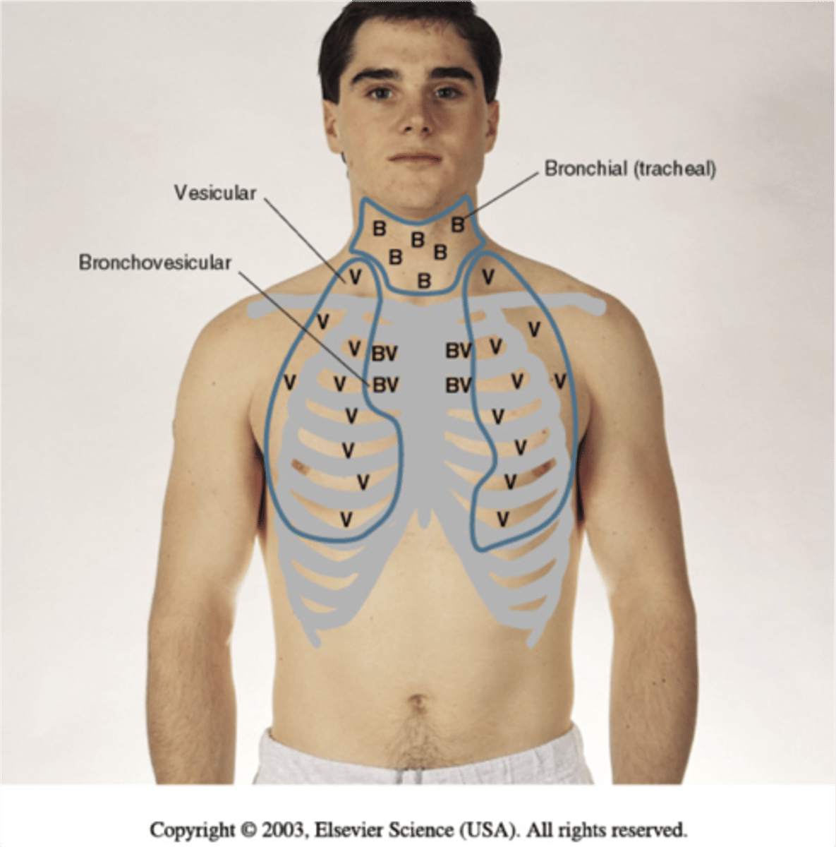 <p>low-pitched, soft sounds heard over peripheral lung fields</p>