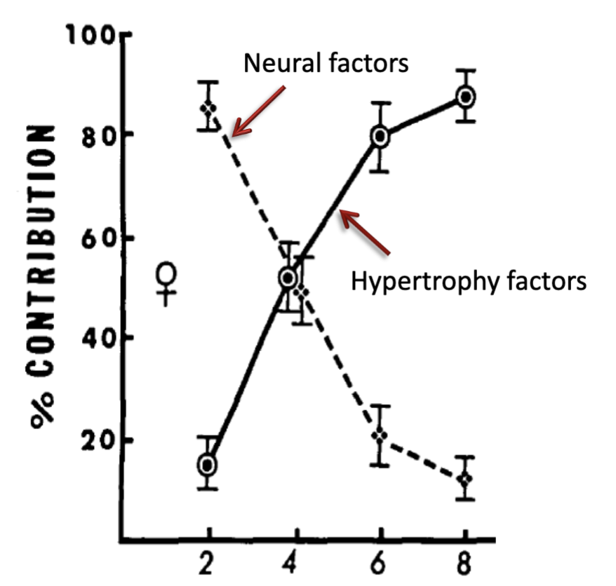 <p>Early training → neural factors dominate strength gains.<br>Later training → neural contribution decreases while muscle hypertrophy contributes increasingly.</p>