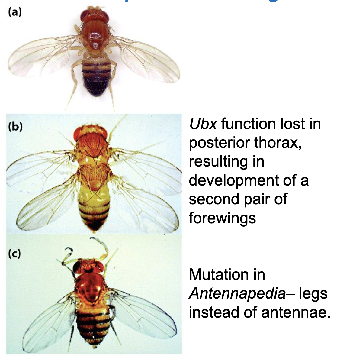 <p>a) WT</p><p>b) <em>Ubx</em> function lost in posterior thorax, resulting in development of a second pair of forewings</p><p>c) Mutation in <em>Antennapedia</em>, legs instead of antenna</p>