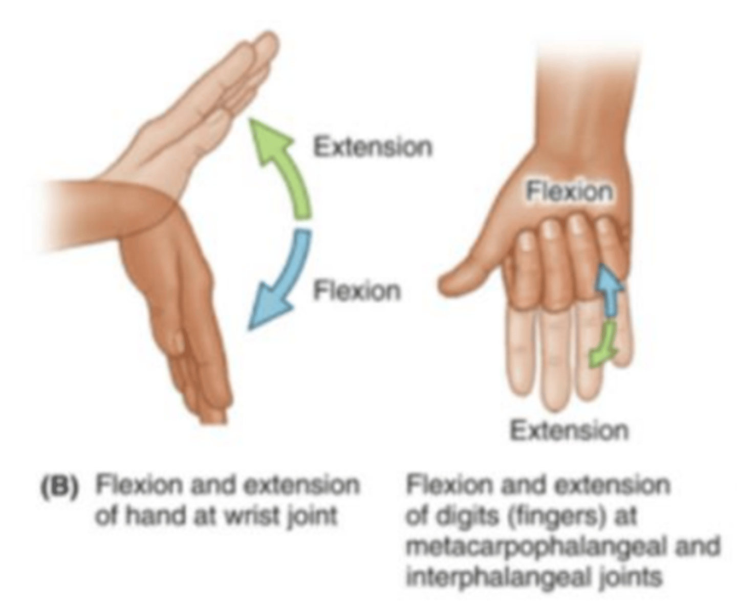 <p>Bending the wrist or digit joint upwards.</p>