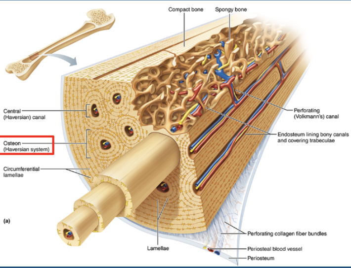 <p>volkmann’s canals / perforating canals </p>