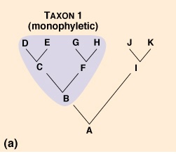 <p>Monophyletic (clade) tree </p>