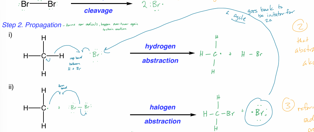 <p>forms new radicals</p><ul><li><p><strong>hydrogen abstraction </strong></p><ul><li><p>Br radical makes bond w/ 1 e<sup>-</sup> from H bond</p></li><li><p>other H e<sup>-</sup> goes to C </p></li></ul></li><li><p><strong>halogen abstraction </strong></p><ul><li><p>1 e<sup>-</sup> from Br—Br form bond w/ newly made carbon radical </p></li><li><p>other e<sup>-</sup> from Br—Br goes to Br → new Br radical </p><ul><li><p>Br radical can be used as reactant in hydrogen abstraction </p></li></ul></li></ul></li></ul><ul><li><p>happens over & over again (chain reaction)</p></li></ul><ul><li><p>the product of the previous step is used as the reactant in the next step </p></li></ul><p></p>