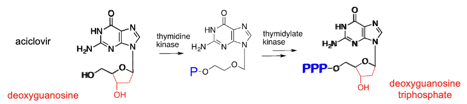 <ul><li><p>Nucleoside-like structures which are phosphorylated, incorporated in growing DNA chain to lead to chain interruption</p></li><li><p>MOA; they resemble the nuceloside structure → phosphorylated  with a kinase enzyme(three phospahte groups) → becomes part of DNA chain → their structure prevents the chain from growing </p></li><li><p>example: aciclovir, red bit is not included in the drug, but is in deoxyguanosine </p></li></ul><p></p>