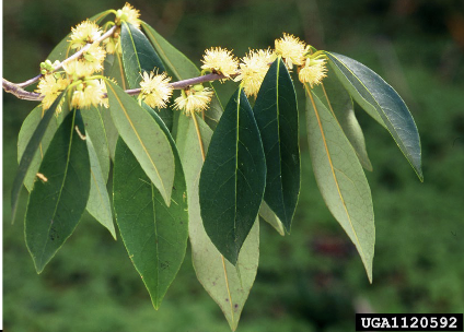 <p>Family:<br>Genus:<br>Species:<br>Common Name:</p>