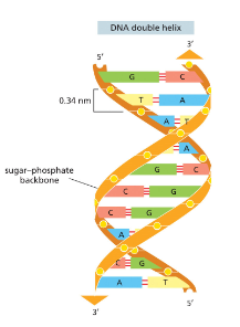 <ul><li><p>The two strands of dna must be oriented in opposite directions (anti-parallel)</p></li><li><p>Both strands must be twisted into a spiral shape called a double helix</p></li></ul><p></p>