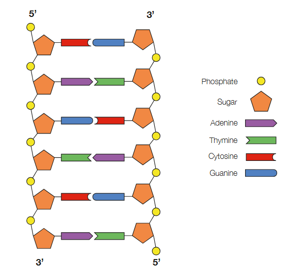 <p>When DNA is assembled, it consists of two complementary strands linked by the complementary base pairs ATCG</p><p>As two strands are ‘complementary’, they are read in opposite directions</p><p>The DNA strand on the left is read from top to bottom</p><p>The DNA strand on the right is read from bottom to top</p><p>The rule: read from 5’ to 3’</p>