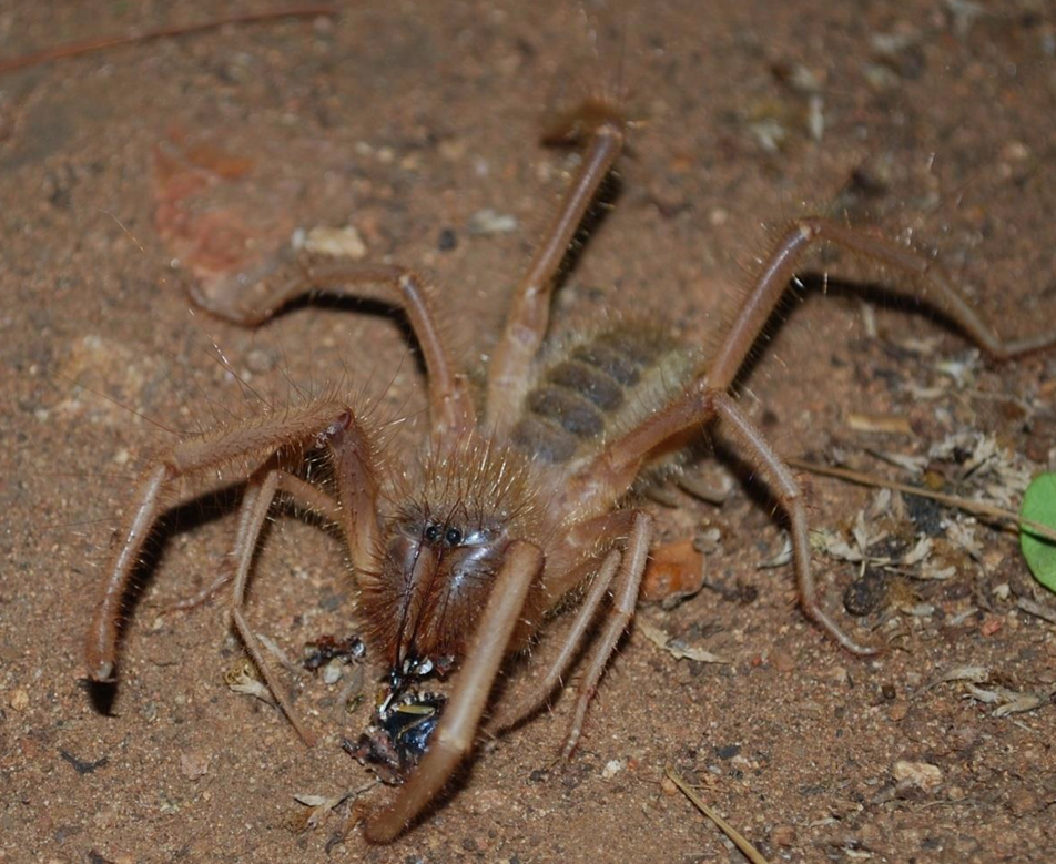 <p>Klasse Arachnida (spinachtigen) orde?</p>