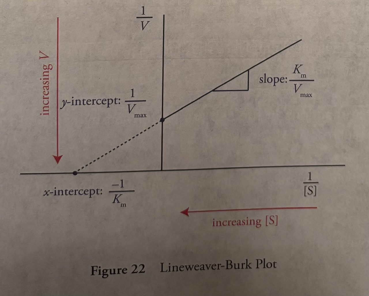 <p><u>Line-weaver Burke Plot (Picture on Flashcard)</u></p><p>-a graphical representation of enzyme kinetics using the LineWeaver Burke Equation</p><p>(equation on the page)</p><p>-The equation is in the form of y=mx+b</p><p>-y-axis is the inverse of reaction rate (1/V). This means that as y goes up, the reaction rate decreases</p><p>-x-axis is the inverse of substrate concentration (1/[S]). This means that as x gets longer, the substrate concentration decreases.</p><ol><li><p>The slope of the graph is <strong>Km/Vmax</strong>. The purpose of this value—along with the graph's intercepts—is to linearize the Michaelis-Menten equation, allowing scientists to easily calculate the enzyme’s substrate affinity (Km) and maximum speed (Vmax) and to identify different types of enzyme inhibition.</p></li><li><p>The Y-intercept of the graph is 1/Vmax, allows you to easily find and calculate the maximum speed (Vmax)</p></li><li><p>The X-intercept of the graph is -1/Km, allows you to easily calculate and analyze the Michaelis constant Km of an enzyme.</p></li></ol><p></p>