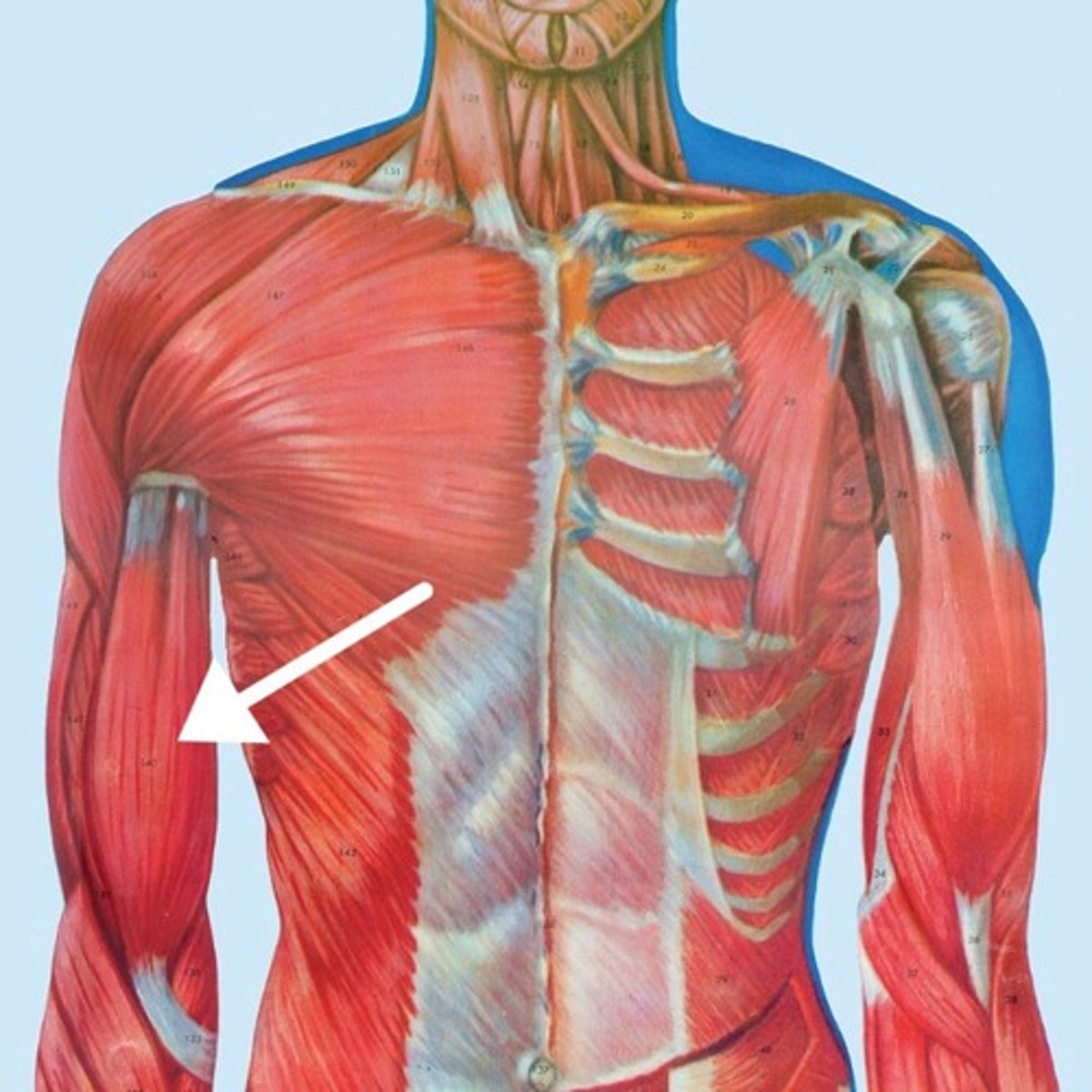 <p>What is this muscle?</p>
