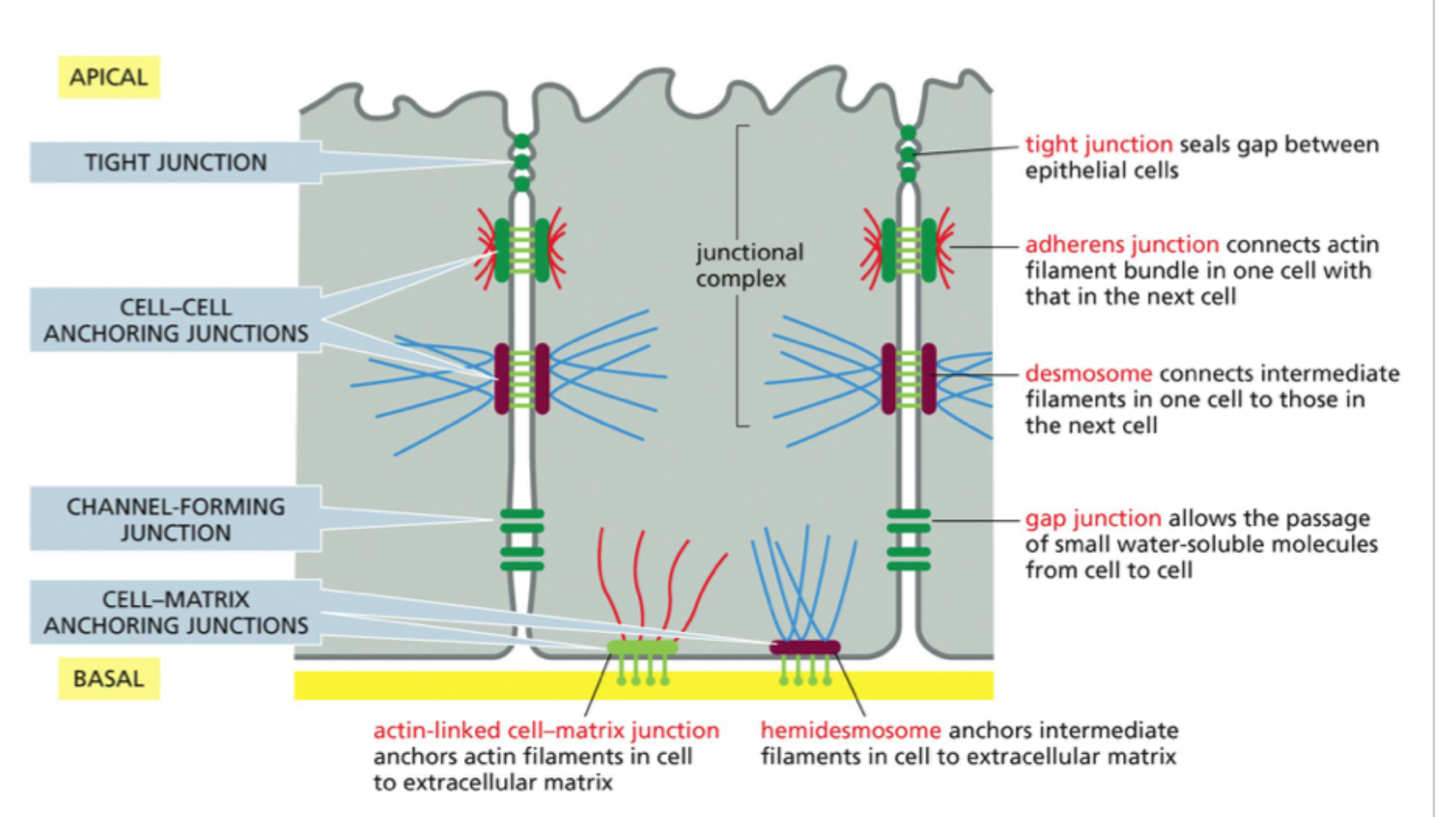 <p>Gennem <strong>cytoskeletfilamenter</strong>, som er forankret i <strong>celle-celle-</strong> og <strong>celle-matrix-kontakter</strong>.</p>