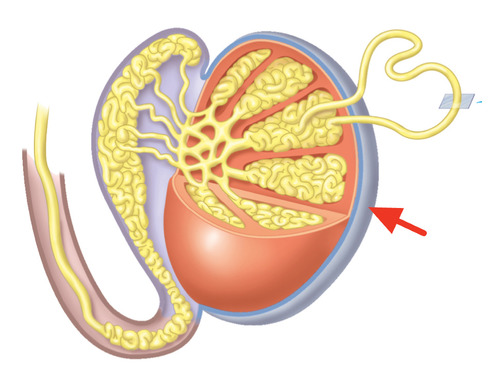 <p>a fibrous connective tissue layer that directly covers the testis</p>
