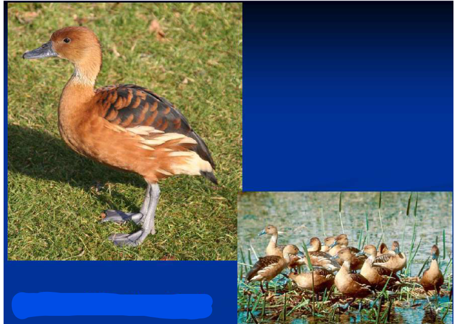 <p>What is the Order, Family, Subfamily and Common name of this vertebrate?</p>