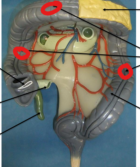 <p>Ribbons of the smooth muscle on the LI</p>