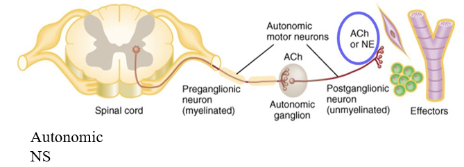 <p>CNS → preganglionic neuron → autonomic ganglia (cell bodies) → postganglionic neuron → effector organ</p>