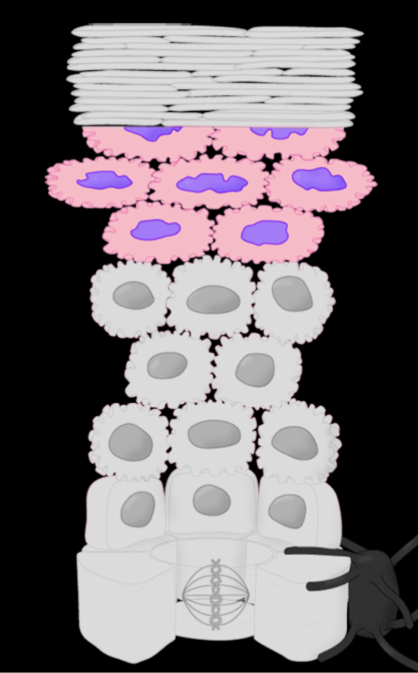 <p>cells are beginning to die —> getting spiny and shrinking —> leaking lipids and fats</p><ul><li><p>leaked lipids fill the gaps between the cells, creating the <strong>waterproofing layer </strong>to keep all of the liquid inside of our bodies</p></li></ul><p></p>
