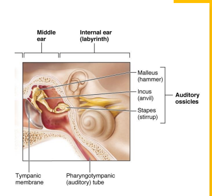 <ul><li><p>three ossicles transmit and amplify vibrations</p><ul><li><p>malleus → attached to tympanic membrane and incus</p></li><li><p>incus → articulates with malleus and stapes</p></li><li><p>stapes → articulates with incus and attaches to oval window </p></li></ul></li><li><p>oval window → transmits vibrations from stapes to Scala vestibuli </p></li><li><p>pharyngotympanic tube → connects middle ear to throat </p></li></ul><p></p>