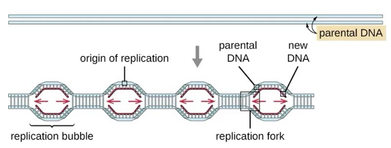 <p>Human <strong>chromosomes</strong> have ~30,000 - 50,000 <strong>origins of replication</strong></p><p>On average, ~25,000 bp apart, though the locations used may vary depending on cell type</p><p>Usually an <strong>AT-rich</strong> element and is associated with actively transcribed <strong>genes</strong></p><p>Our DNA is wrapped around proteins to help condense the genome (They unbind during replication)</p>